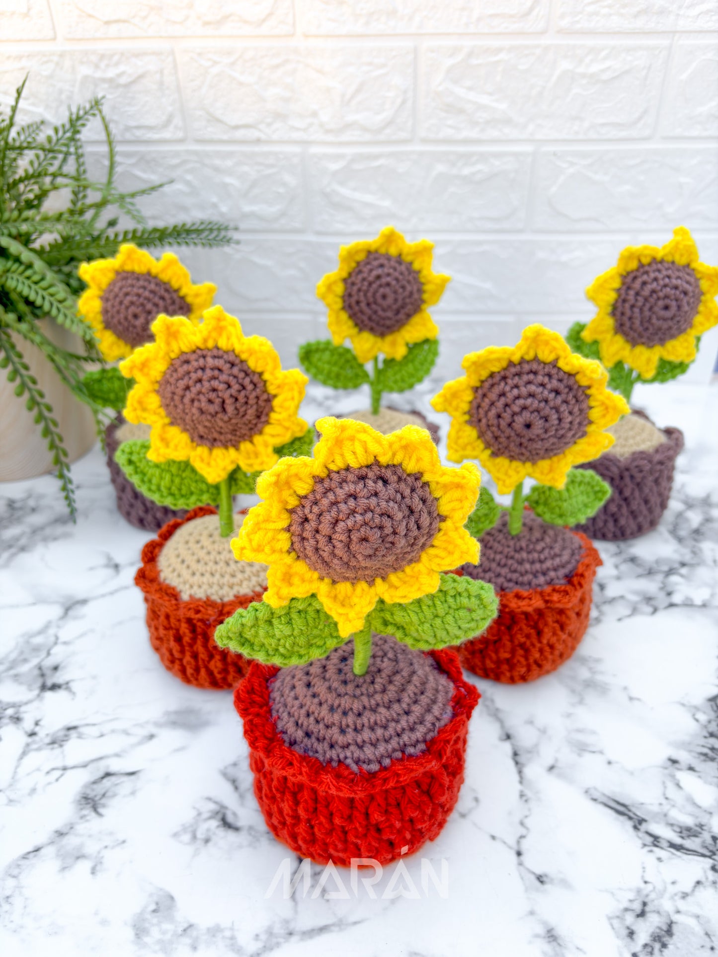 Girasol maceta