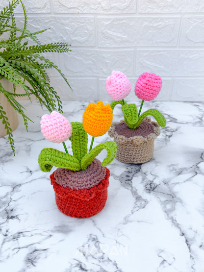Tulipanes maceta